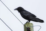 Raven 